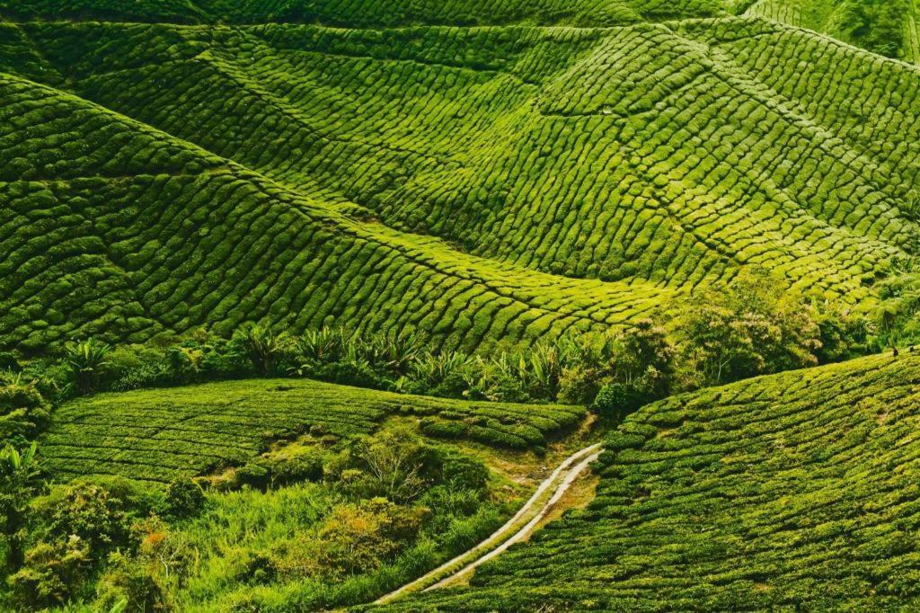 Oyo 90722 D'Puncak Hotel Cameron Highlands Dış mekan fotoğraf
